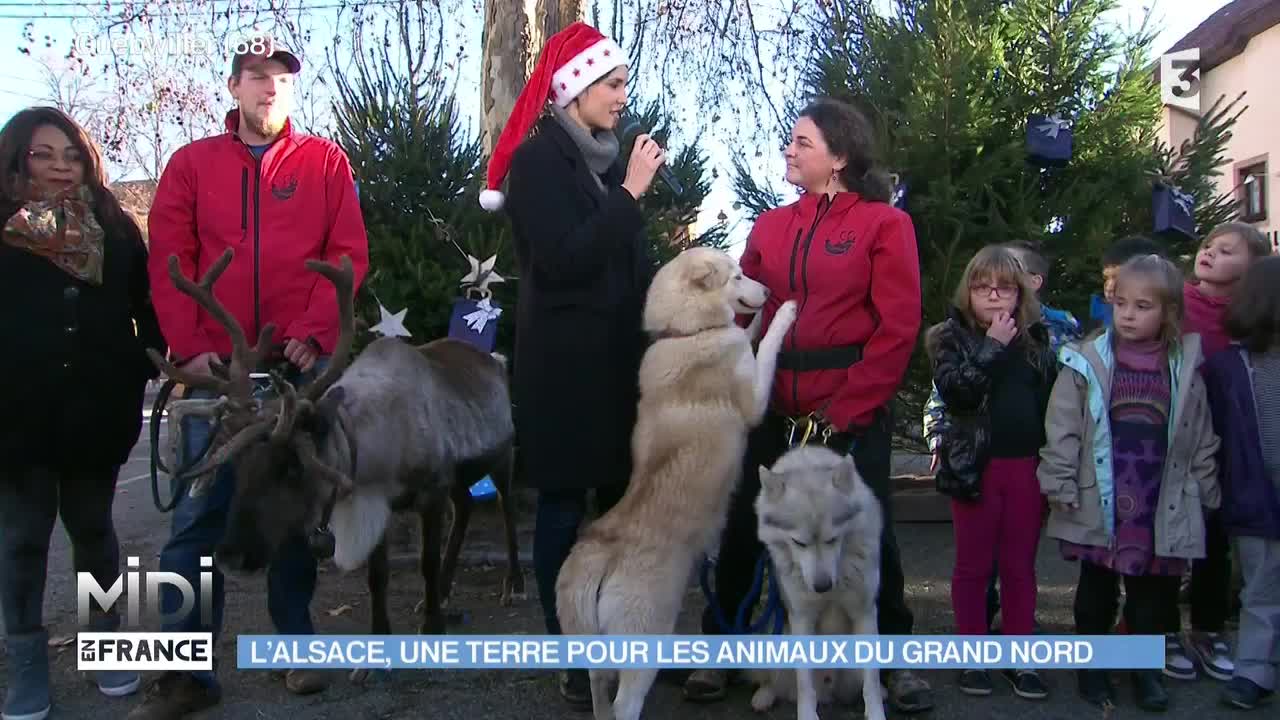 Les animaux venus du froid ont aussi eu leur moment de gloire dans l'émission Midi en France, à Guebwiller