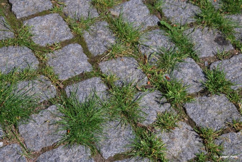 Entre les pavés, les herbes folles de Guebwiller prennent la pose pour le concours photo