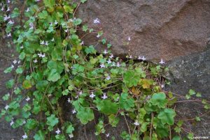 A Guebwiller, les herbes folles s'invient dans les lieux les plus inattendus : ici, dans la faille d'un mur de pierre