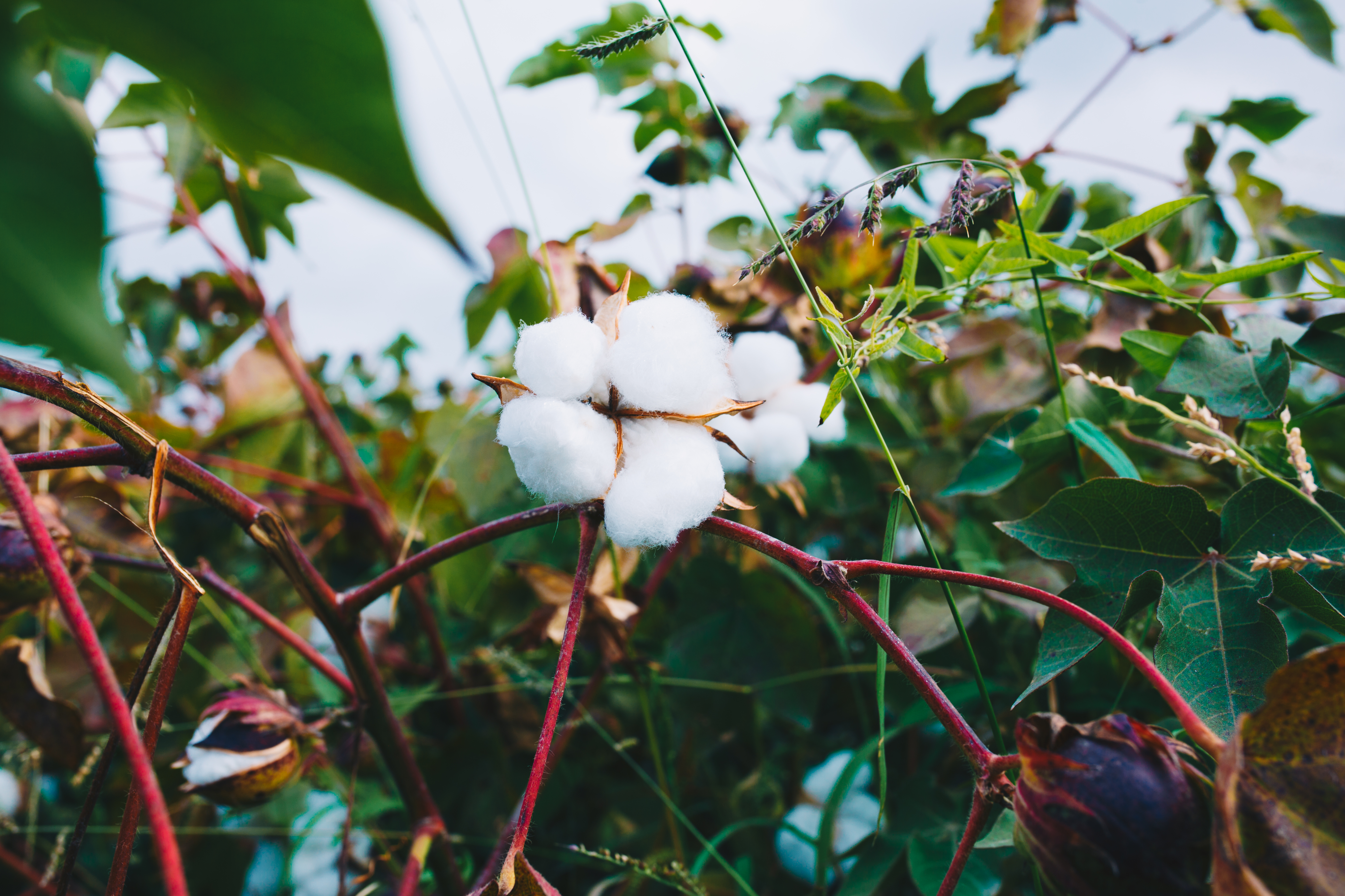 Fleur de coton - Guebwiller
